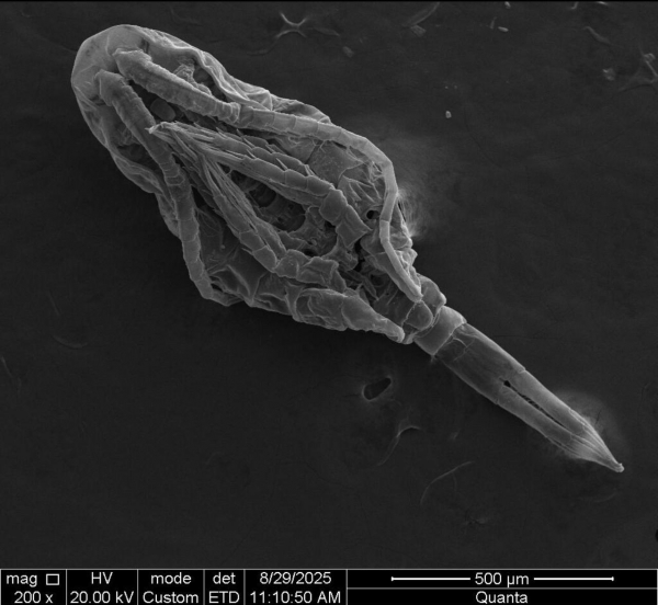 Очередная инвазия в Белоярском водохранилище
