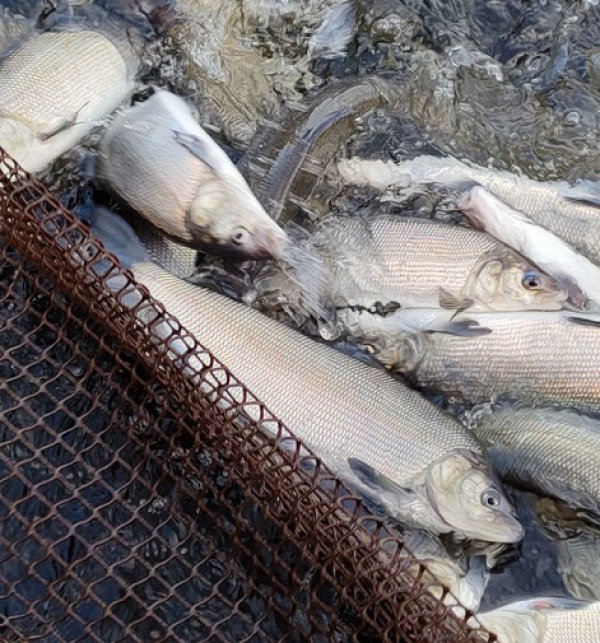 О проведении осенней бонитировки на Кирюшкинском рыборазводном садковом хозяйстве