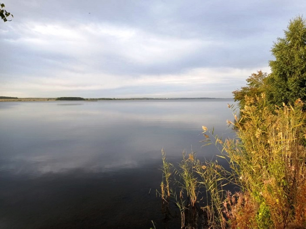 О выпуске сазана в Шершневское водохранилище (Челябинская область)