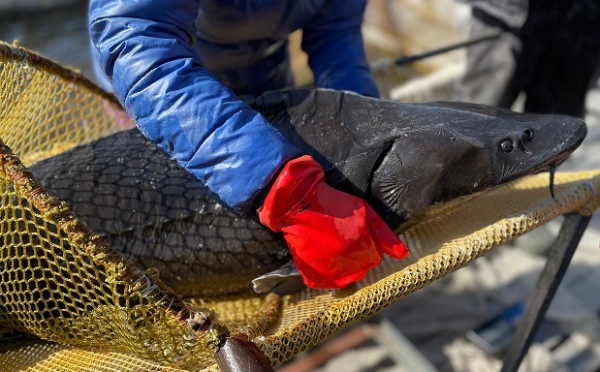 На Чебаркульском рыбзаводе проведена бонитировка ремонтно-маточного стада осетровых