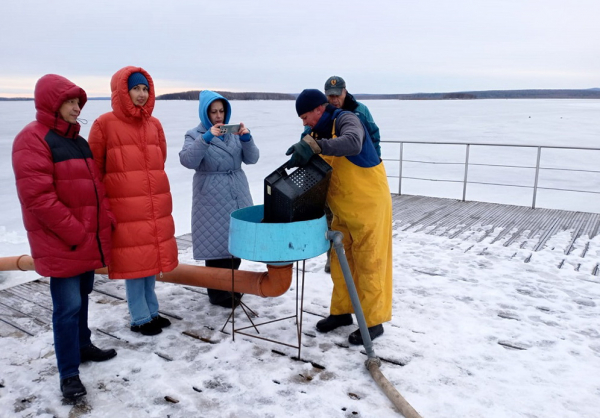 В Волчихинское водохранилище выпущена молодь сазана