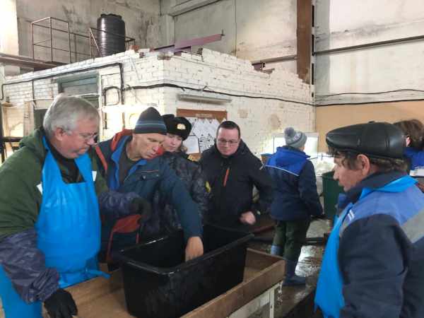О бонитировке ремонтно-маточных стад рыб на территории Зеленоборского рыборазводного завода
