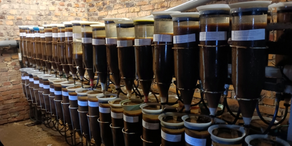 бонитировка икры