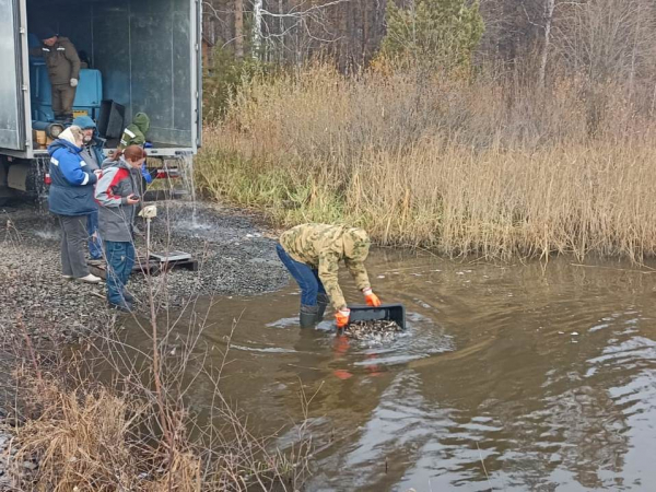 Зарыбления водоемов Свердловской и Челябинской областей.