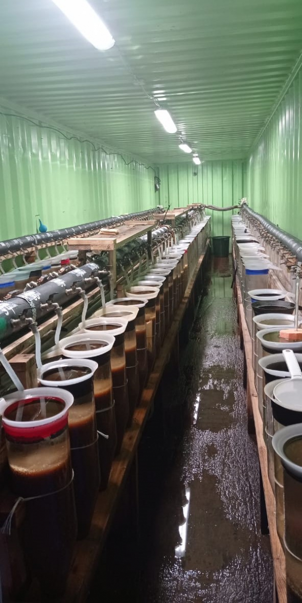 Обследование живой икры рипуса и сига в Аргазинском рыборазводном цехе