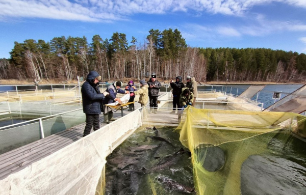 Об участии в инвентаризации ремонтно-маточных стад рыб на территории базы отдыха «Сфера» (Челябинская область)