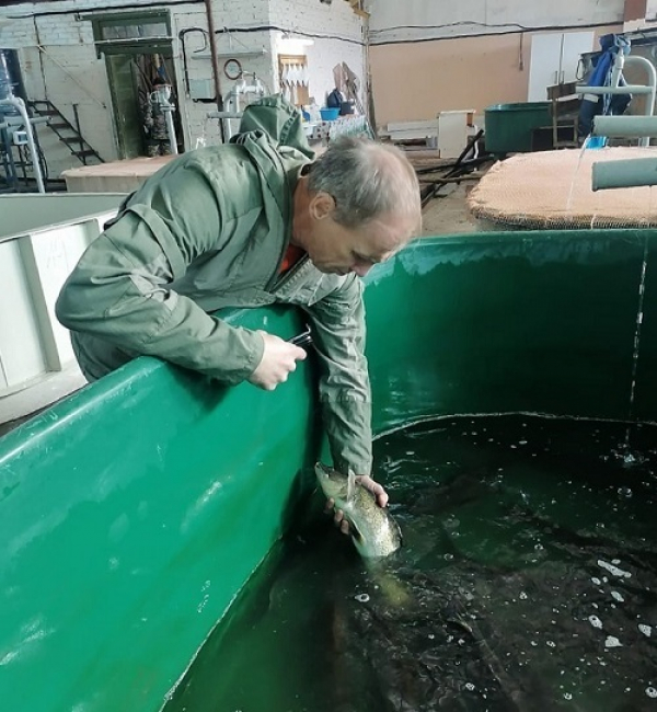 Об осенней бонитировке на Зеленоборском рыборазводном заводе