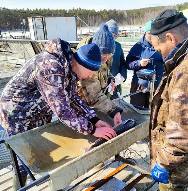 О комиссионном обследовании ремонтно-маточного стада рыб на территории ЗАO «Чебаркульский рыбоводный завод»
