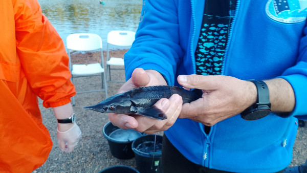 ЗАРЫБЛЕНИЯ, КОНЕЦ СЕЗОНА 2025