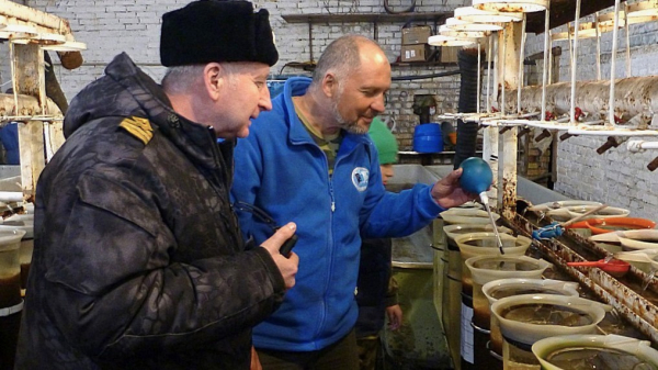 Уральский филиал ВНИРО провел инвентаризацию икры сиговых на Верхнеуральском водохранилище