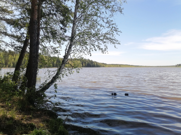 Об ихтиологических исследованиях на Белоярском водохранилище