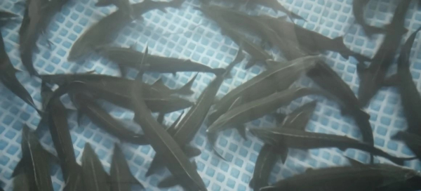 Очередное обследование рыбоводных хозяйств